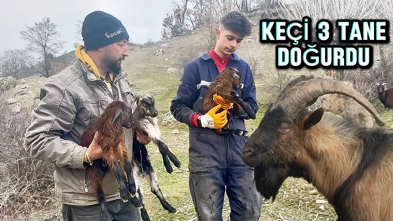 KE&Ccedil;İ 3 TANE DOĞURDU / ALPİN DAĞ KE&Ccedil;İLERİ DOĞUMA BAŞLADI / 5 KE&Ccedil;İ YAVRUSU 5 TANESİDE ERKEK/DAĞDAYAŞAM