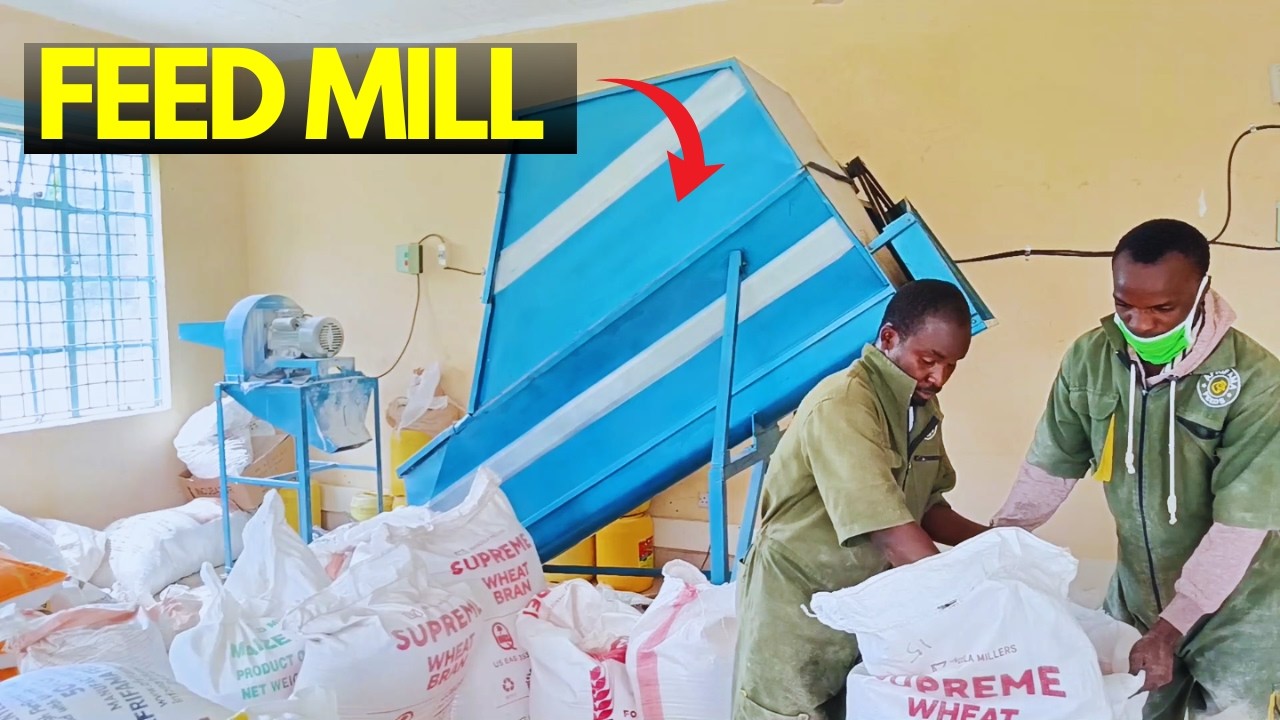 Inside a Small Feed Mill in Kenya: How We Make Poultry Feeds