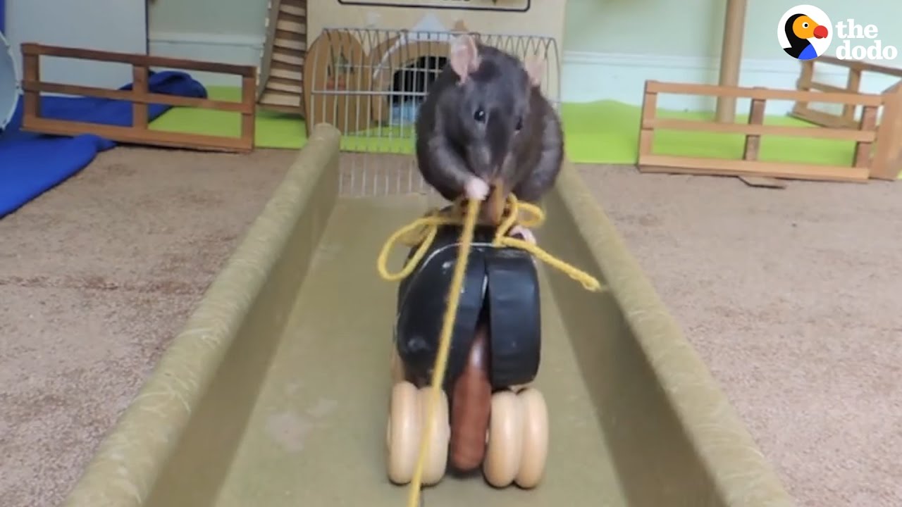 Super Smart Animal Compilation: Smarter Than You Think | The Dodo