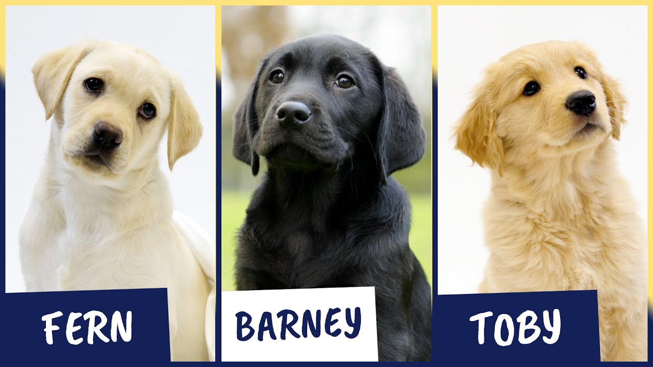 Meet our latest Sponsor a Puppy trainees: Fern, Barney and Toby