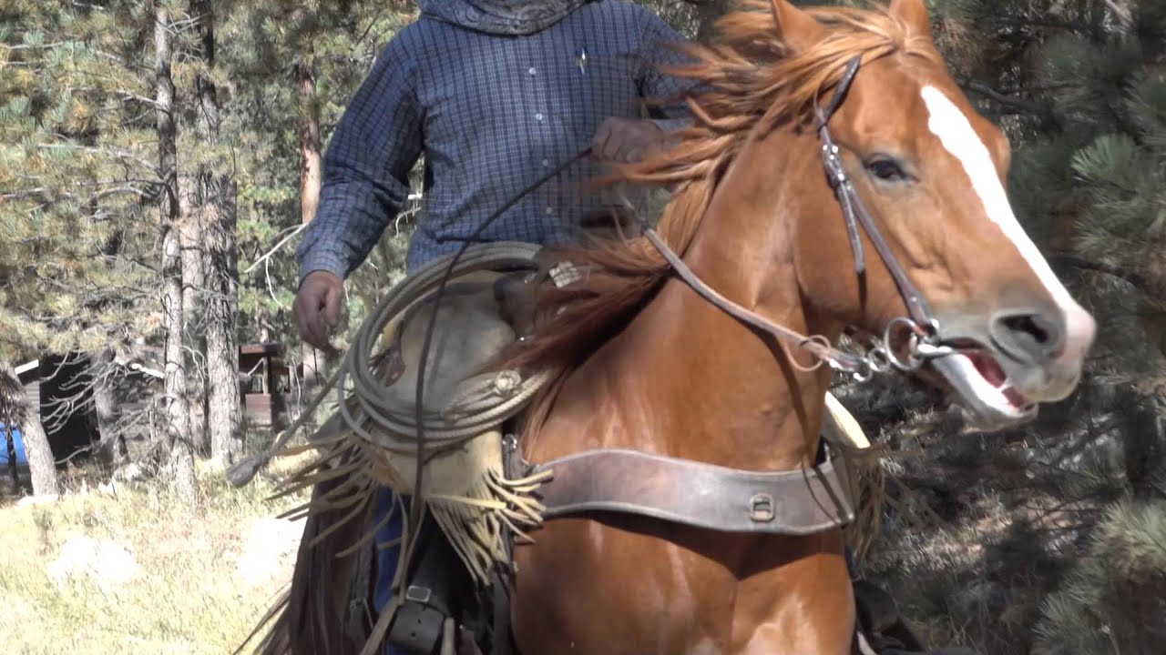 Travel Guide to Custer State Park, South Dakota