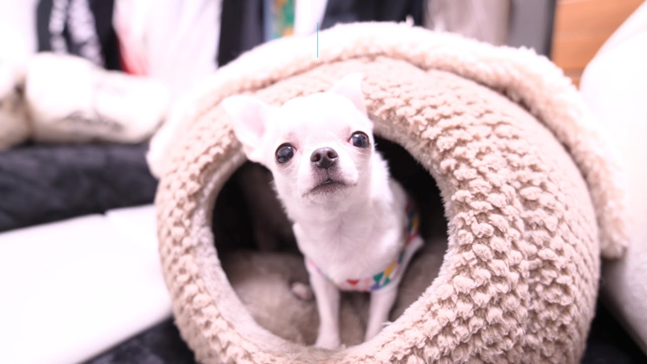 一緒に遊びたい姉チワワに一喝され泣きそうになる子犬チワワさん