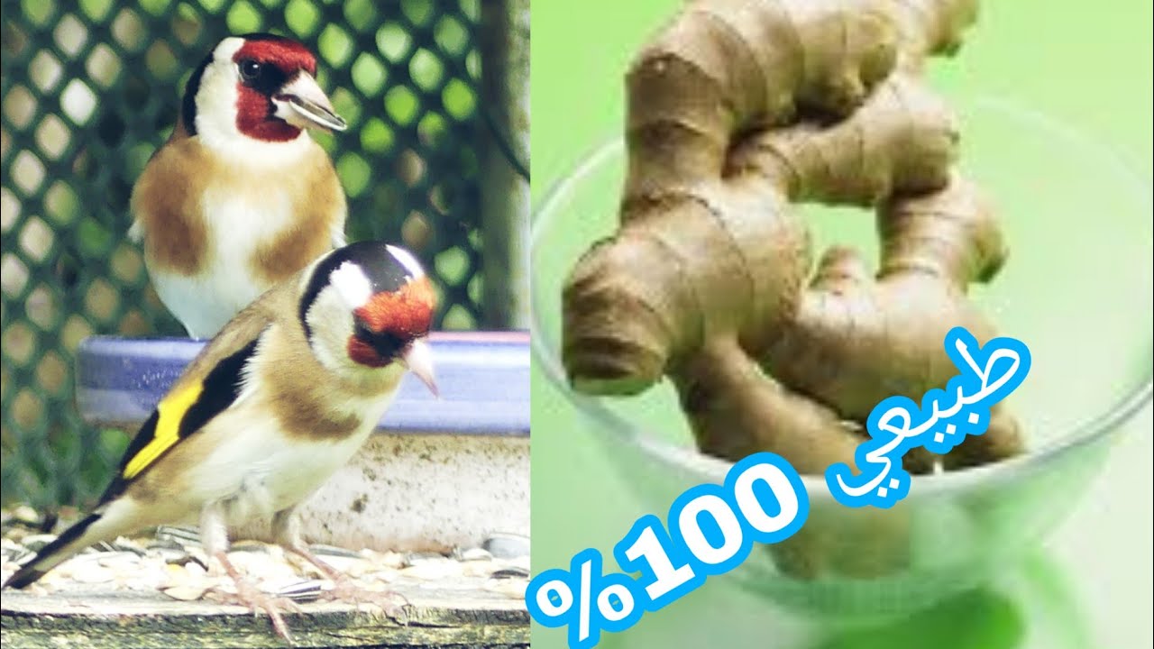 وصفة الزنجبيل لتجهيز كل أنواع الطيور و الحصول على بيض مخصب 100% حسون بادجي زيبرا كوكتيل كناري