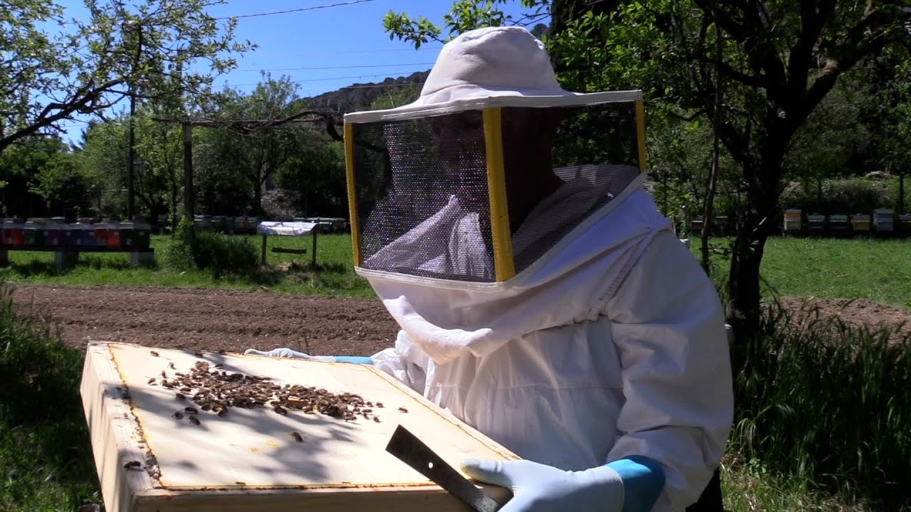 L'ape dorata che salva i colori dell'Umbria