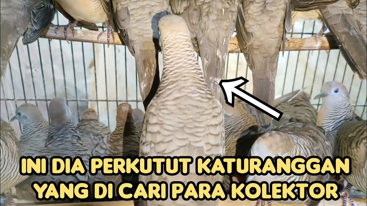 BARU KALI INI NGOMBYOK PERKUTUT LOKAL DAPET YANG ISTIMEWAH SEPERTI INI