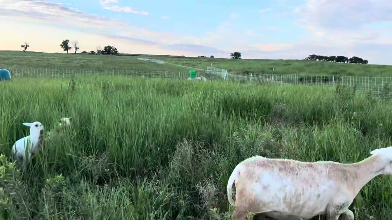Why You SHOULDN’T Lamb in July | Hard Lessons Learned Sheep Farming in Kansas