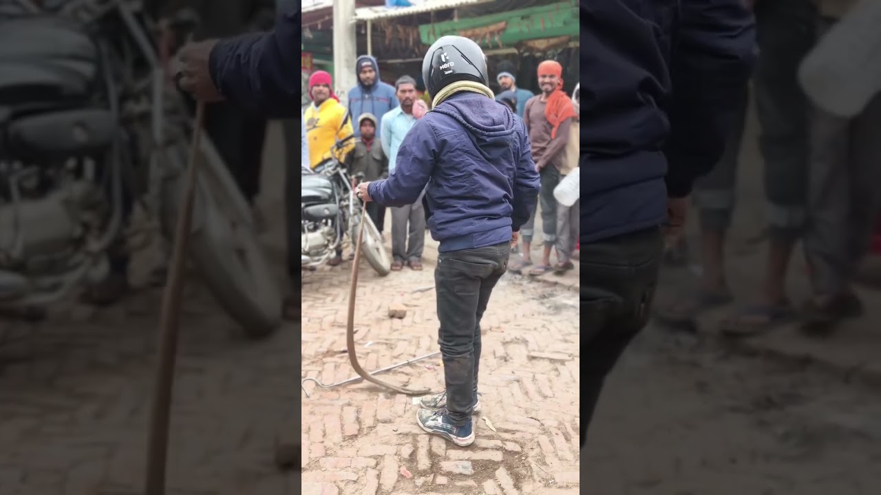 Snake🐍 #snakevlog#snake 🐍#gahumansaanp#shorts #pupri #sitamarhi #bihar 