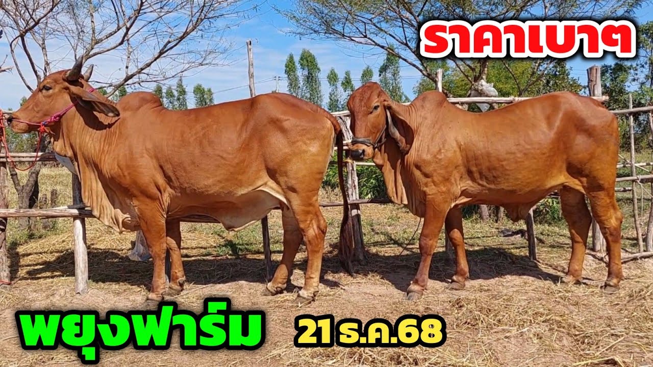 ทีเด็ดพยุงฟาร์ม‼️วัวใหญ่ราคาเบาหวิว วัวสาว 4 ตัว 29,000 แม่ลูกหัวโล้น ราคา 19,000 บาท | 21 ธ.ค.68