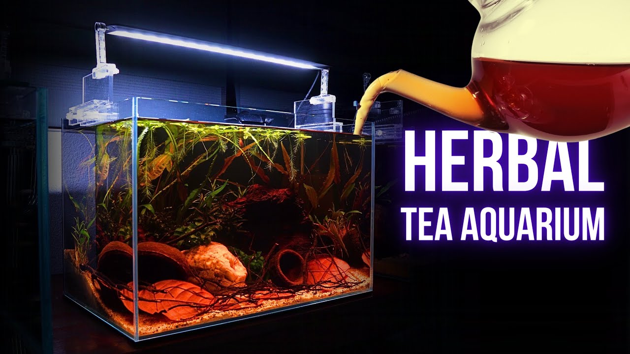 I made UNIQUE TEA-INFUSED BETTA AQUARIUM | Step by step AQUASCAPING TUTORIAL | EP1