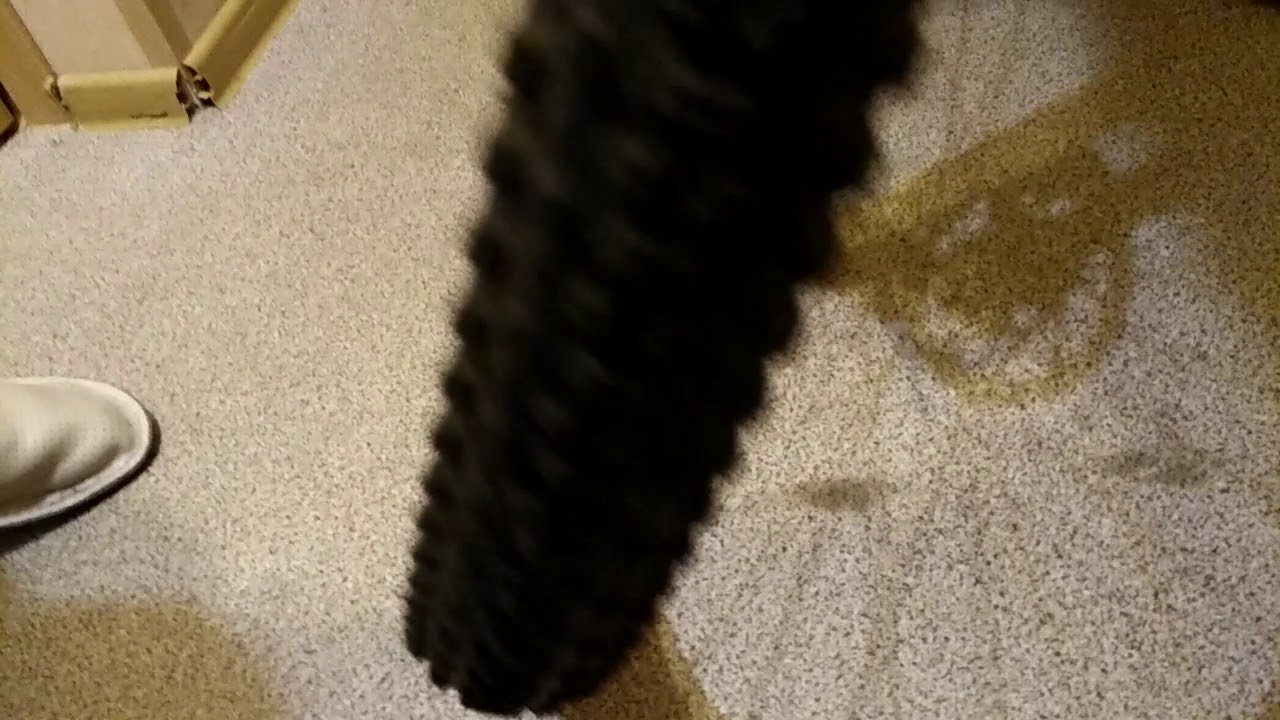 WTB ranger vs continental race king сравнение.