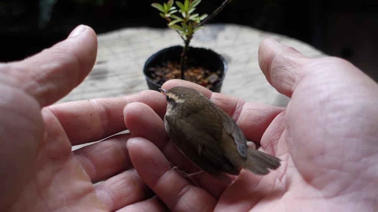 Bonsai diary　 ♯134「盆栽の手入れ中にハプニング　窓際に大人しい小鳥がいたので作業を続けながら様子を見る事に…」