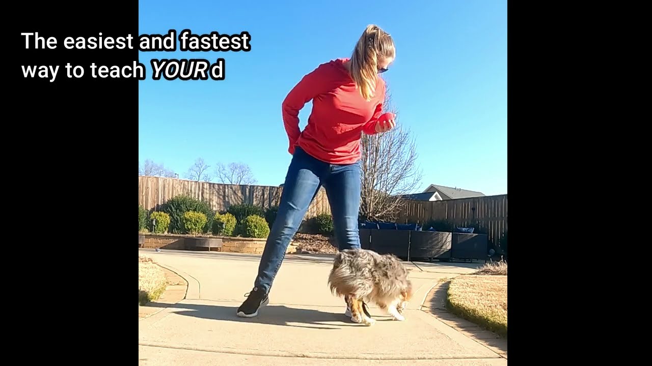 Teach your dog Leg Weaves in 25 seconds