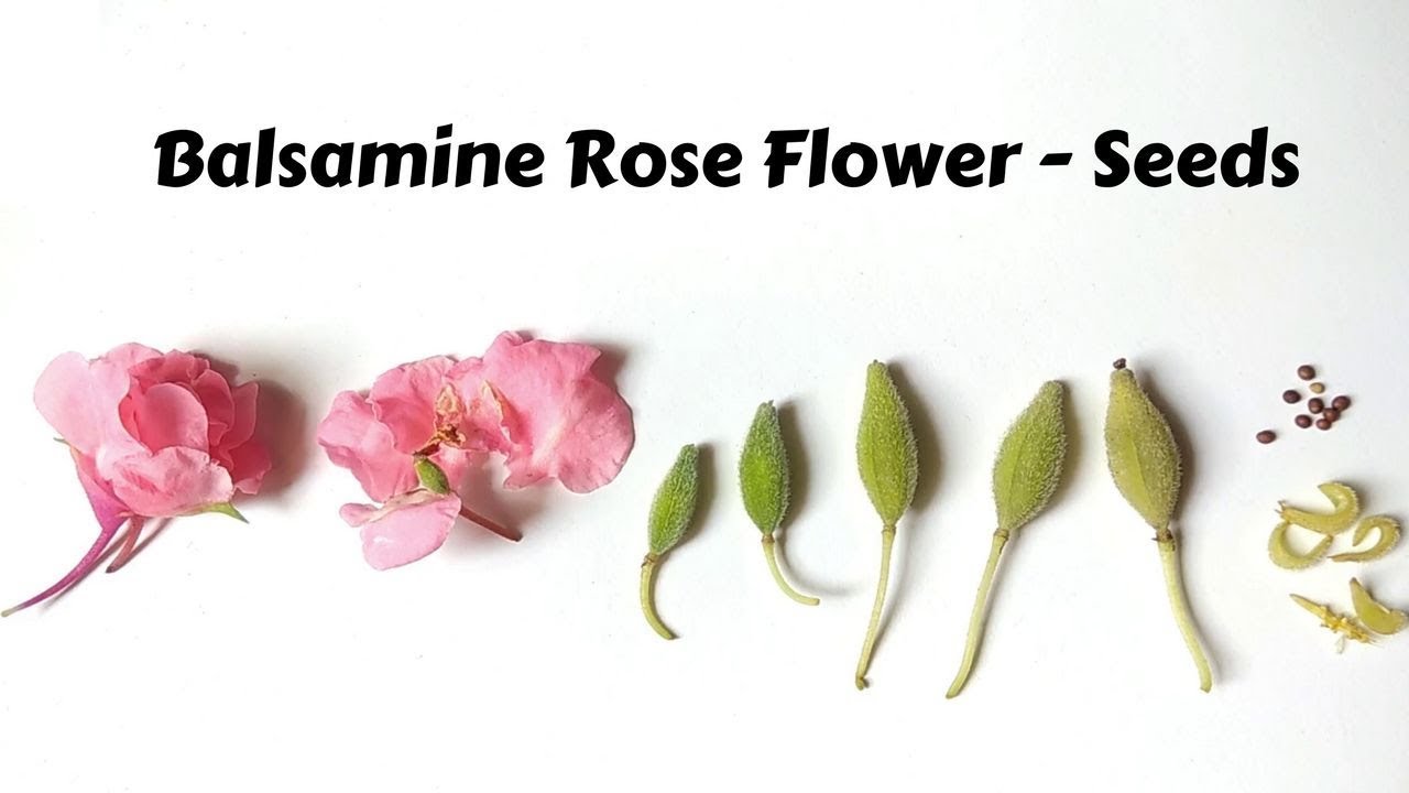 Balsamina Rose Seed Collecting and processing | GardenGraduate | seed collecting series #009
