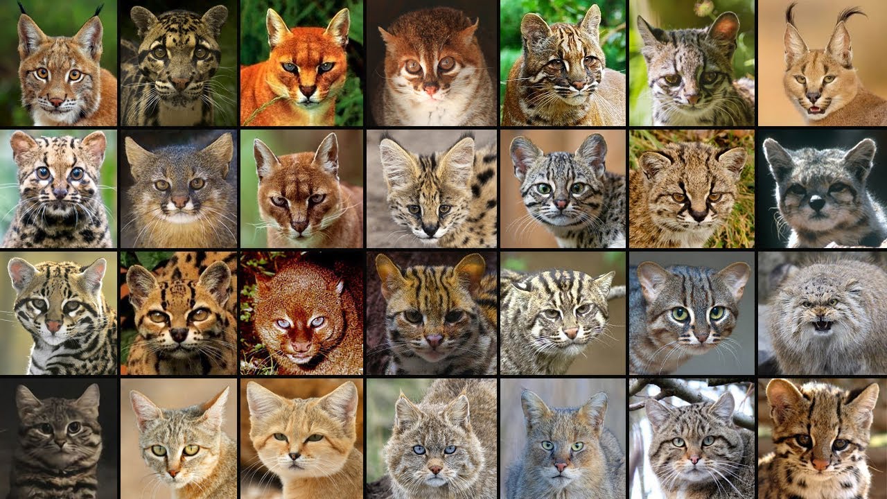 28 Kucing Liar yang Harus Kamu Tahu!