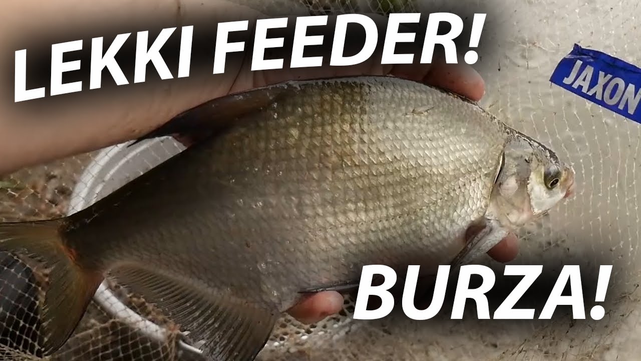 LEKKI FEEDER W BURZĘ! ZALEW AMO! MASA RYB! GOŚCINNIE: BER GAR!