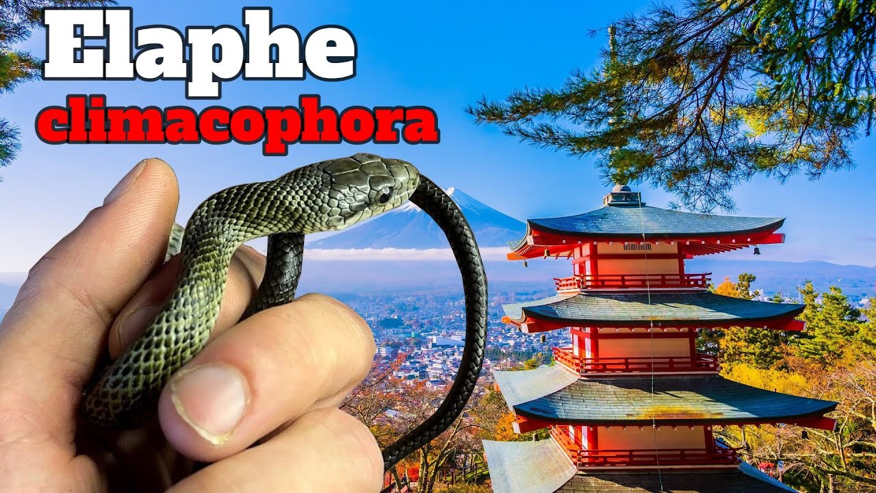 POSVÁTNÝ JAPONSKÝ HAD!