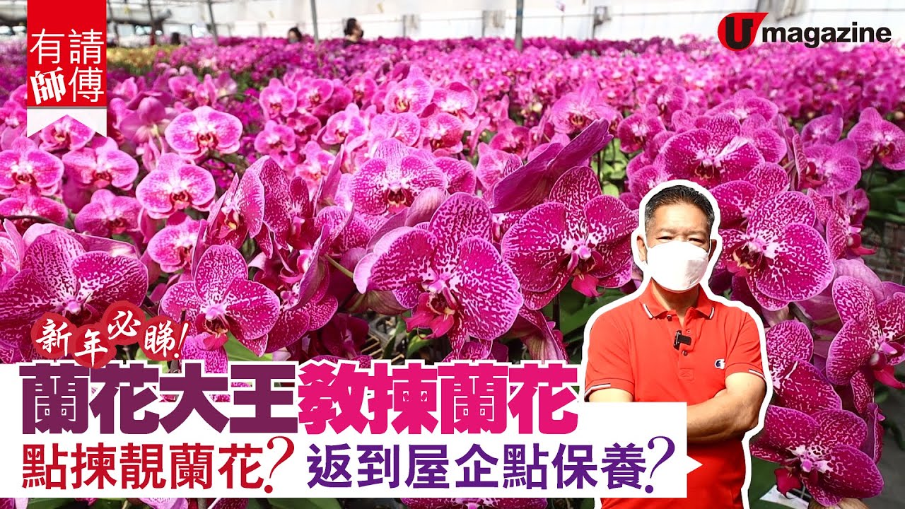 【#有請師傅】「蘭花大王」教你揀靚蘭花
