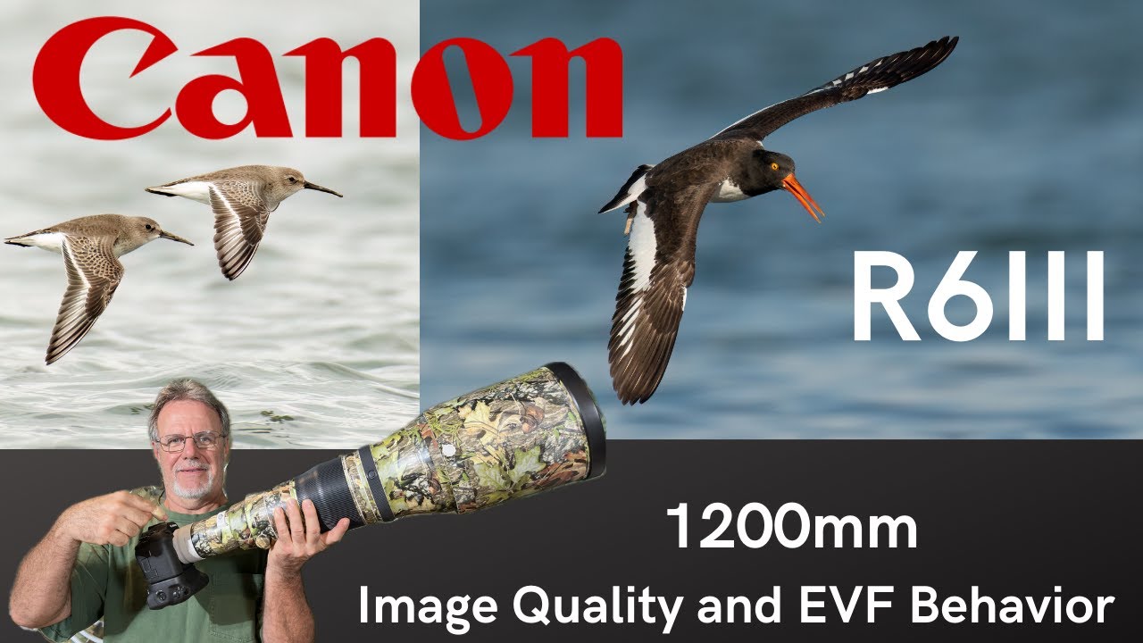 Canon R6 Mk. III at 1200mm: Image Quality and EVF Behavior for Birds in Flight