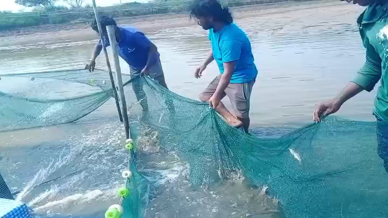 ফিশারি থেকে প্রচুর পরিমাণে চিংড়ি ধরা হলো || Harvesting Vennami Shrimp, #fish #harvesting