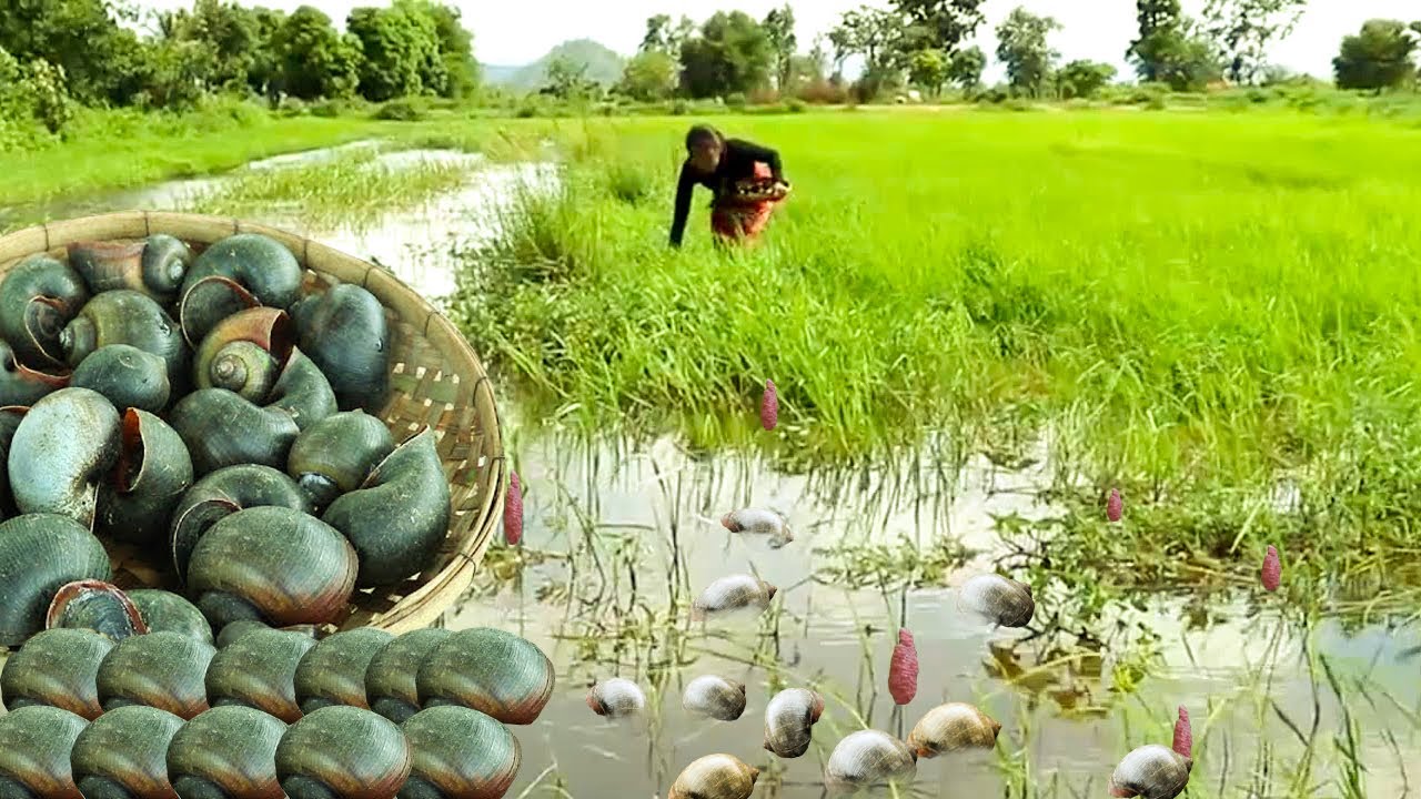 Survival Skills Cooking - Catch snail the red & cook for food Survival # 291