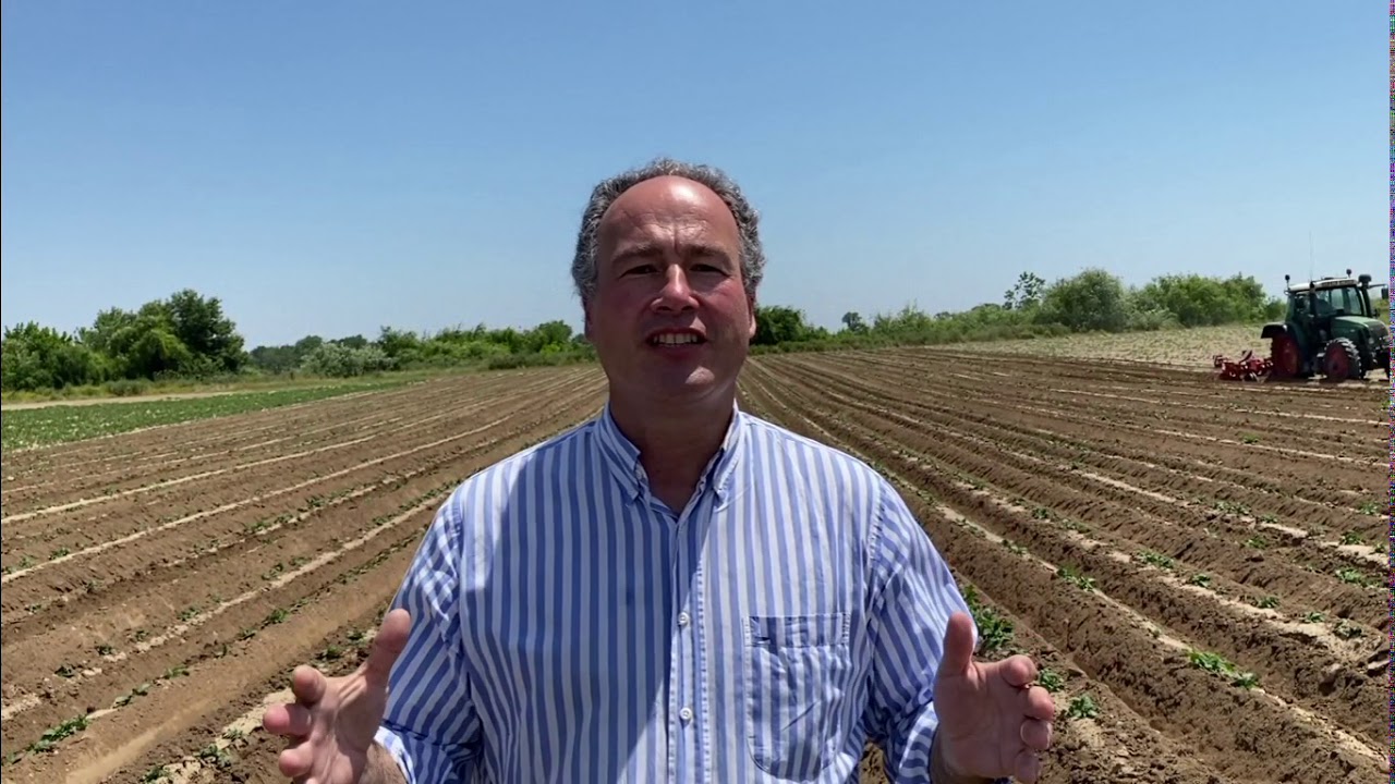A batata indústria é rainha nos campos da Agroglobal