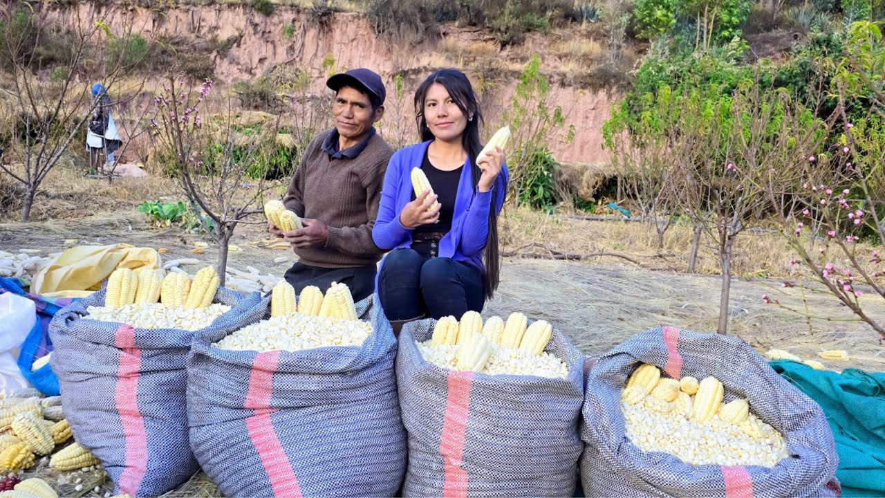 Así es un día cotidiana en casa "DESGRANANDO MAÍZ" según la calidad  ║Zabeth