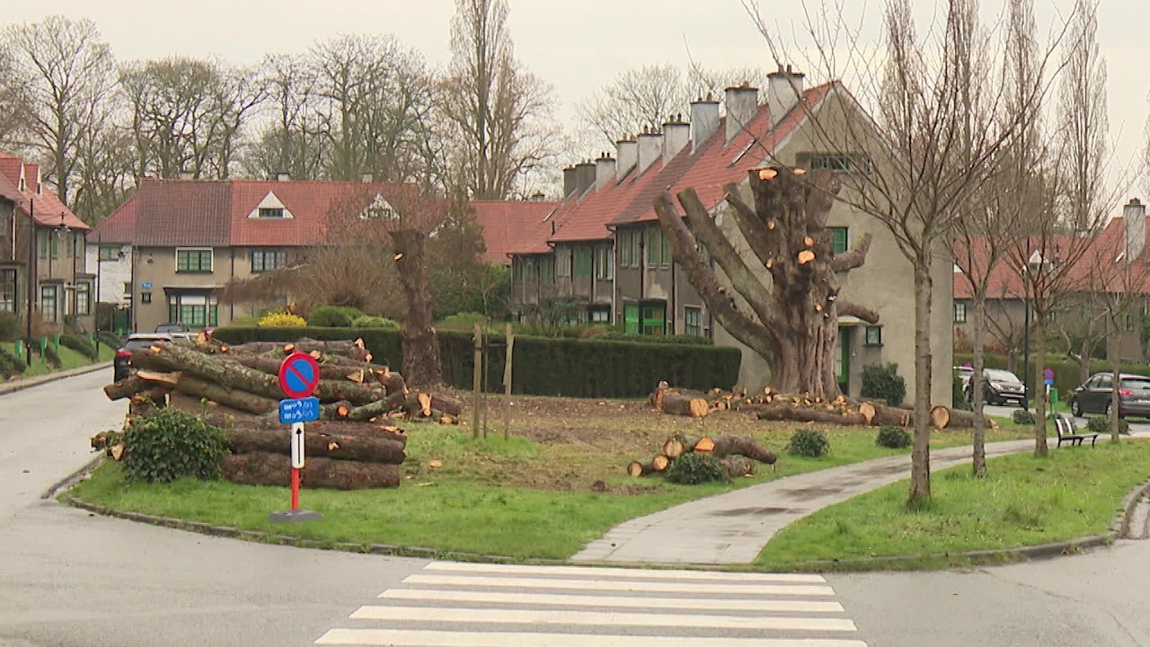 Malgré la mobilisation, un marronnier “coupé en chandelles” à Watermael-Boitsfort
