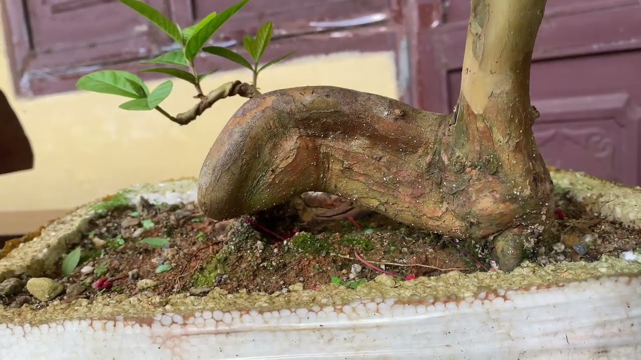 Vào dây cho cây ổi dáng lạ sau khi cắt giật đc 2 tháng