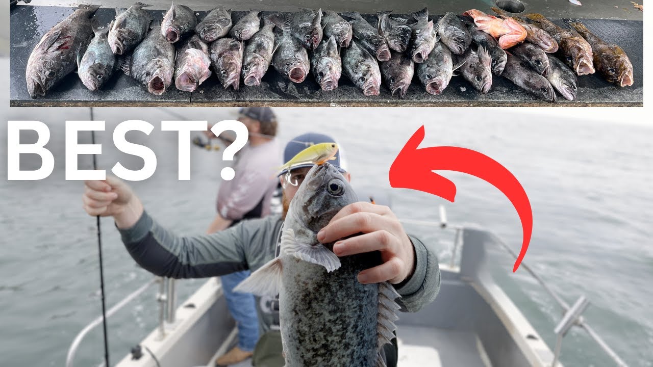 Fast Limits of Rockfish [Nomad Vertrex Jigging]