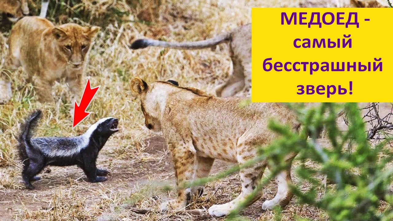 МЕДОЕД - бесстрашие и изобретательность! Наталья Носова