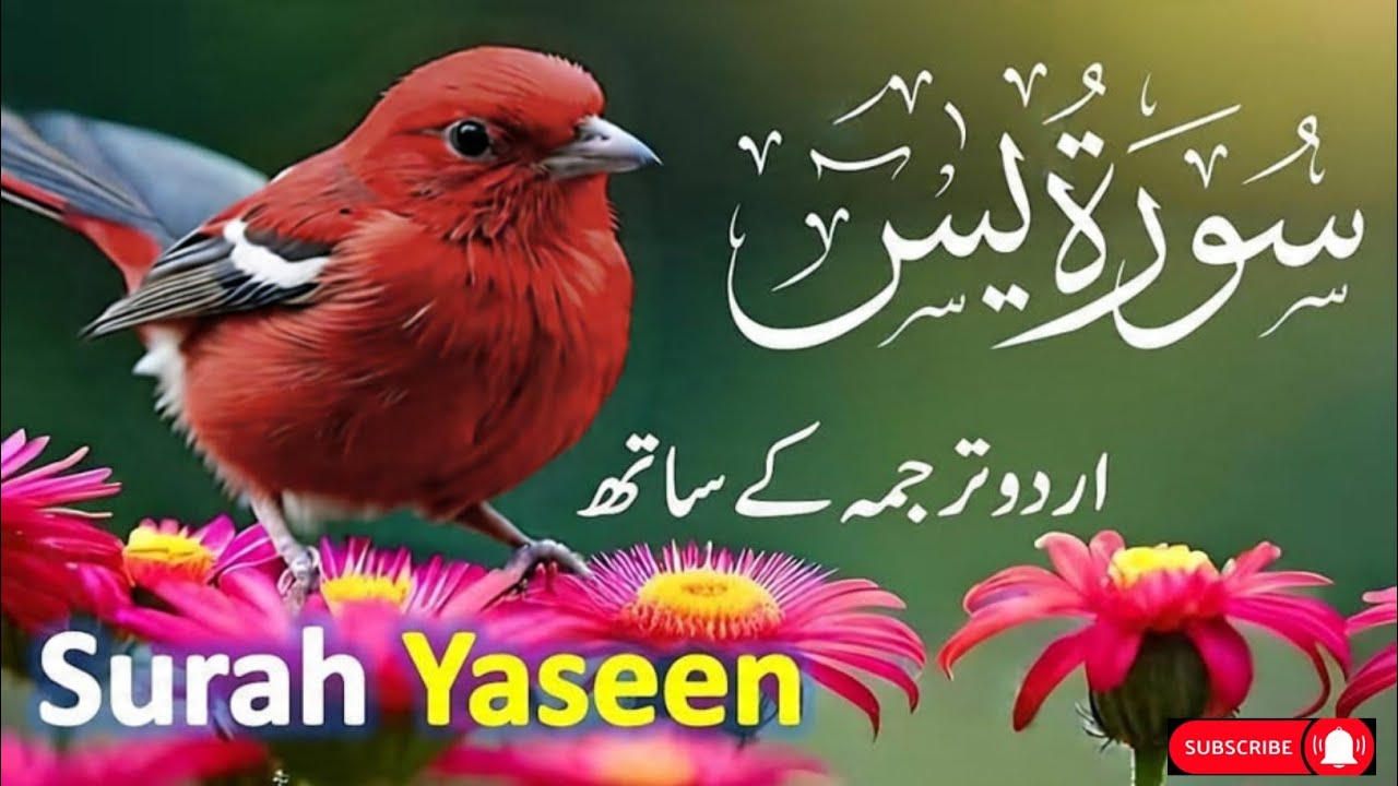 Surah Yaseen With Urdu Translation By Oari Mansoor Ghaznawi I Urdu And Hindi Tarjuma