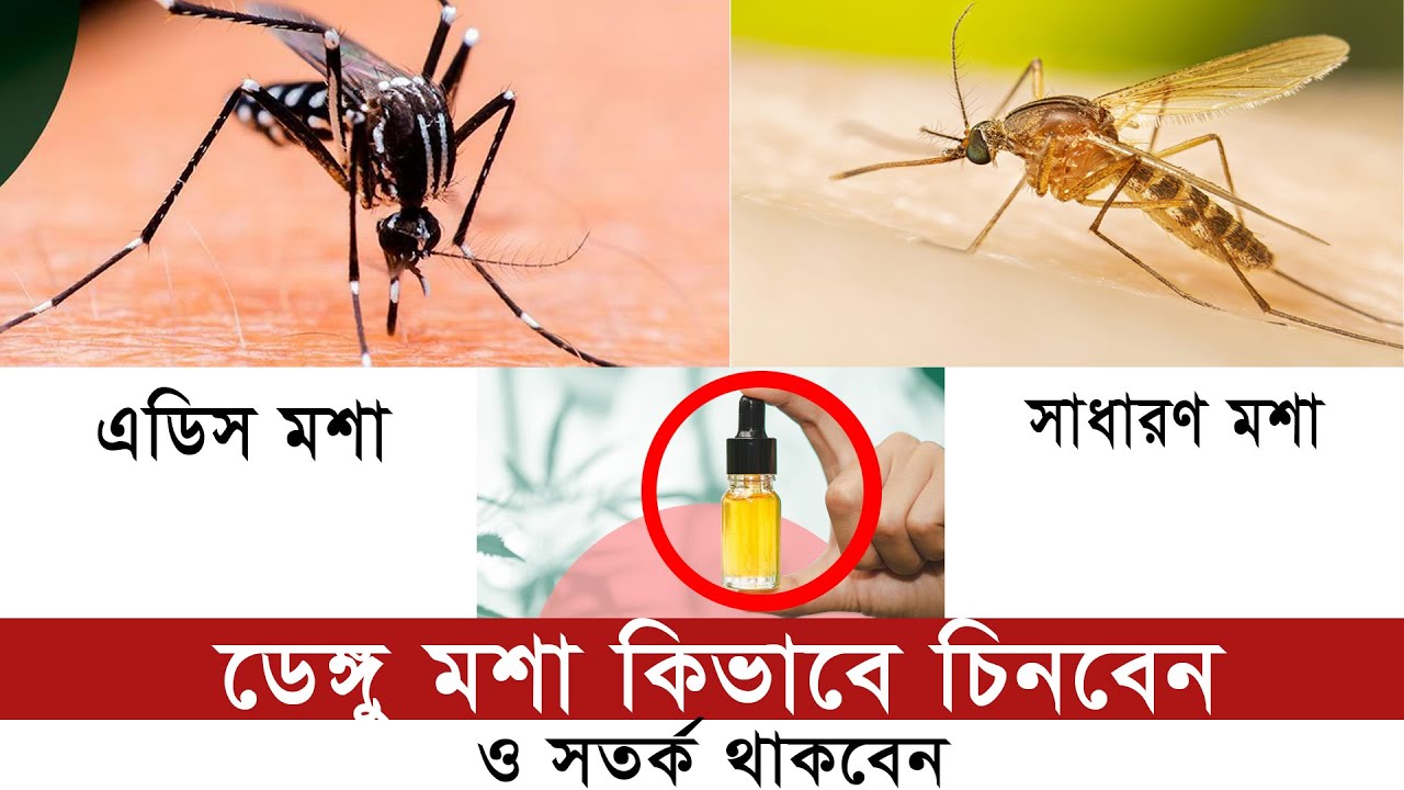 Revealed: How to Be Careful and Identify Dengue Mosquitoes I Meditalk 24
