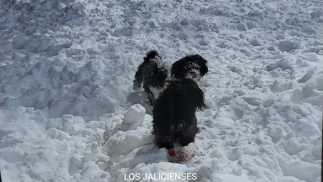 DISFRUTANDO LA NIEVE 