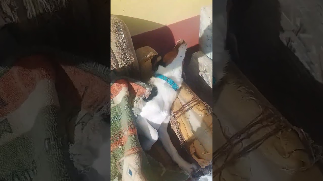 Джесси опять уволокла тапок 