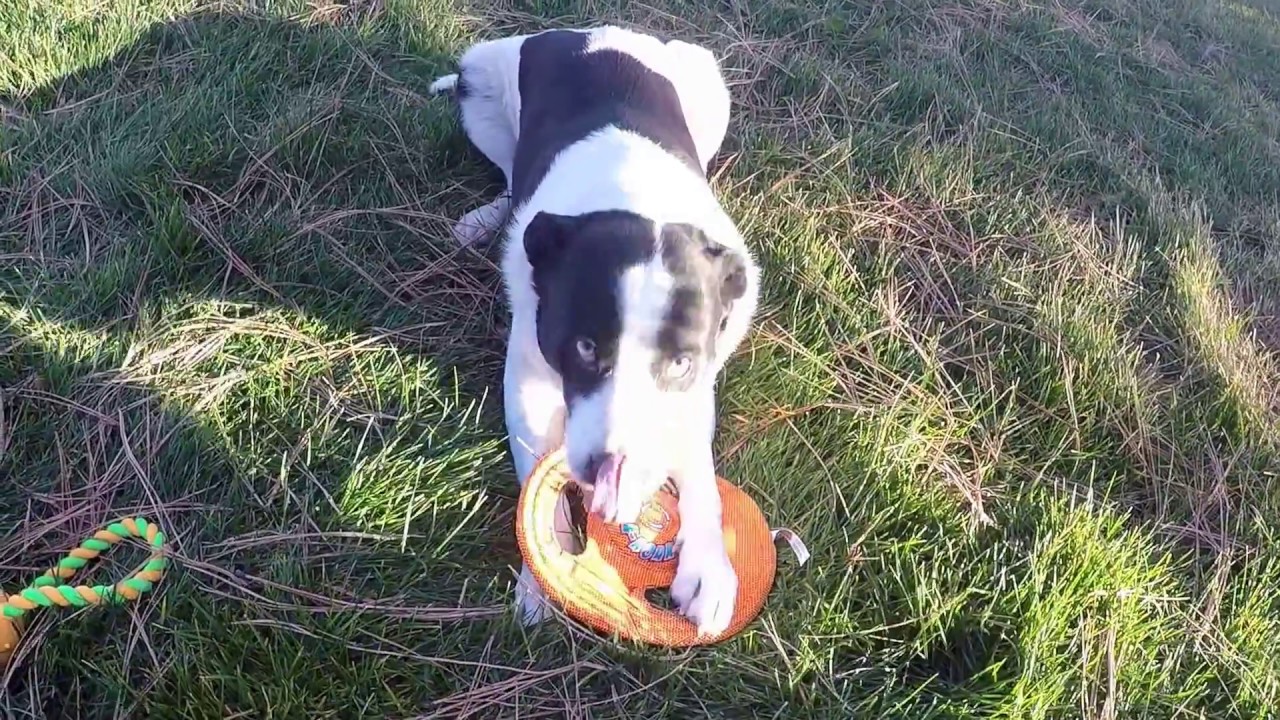 Hartz Tuff A-Round Dog Toy - Barkens Bucket from Sniff & Barkens and Hartz