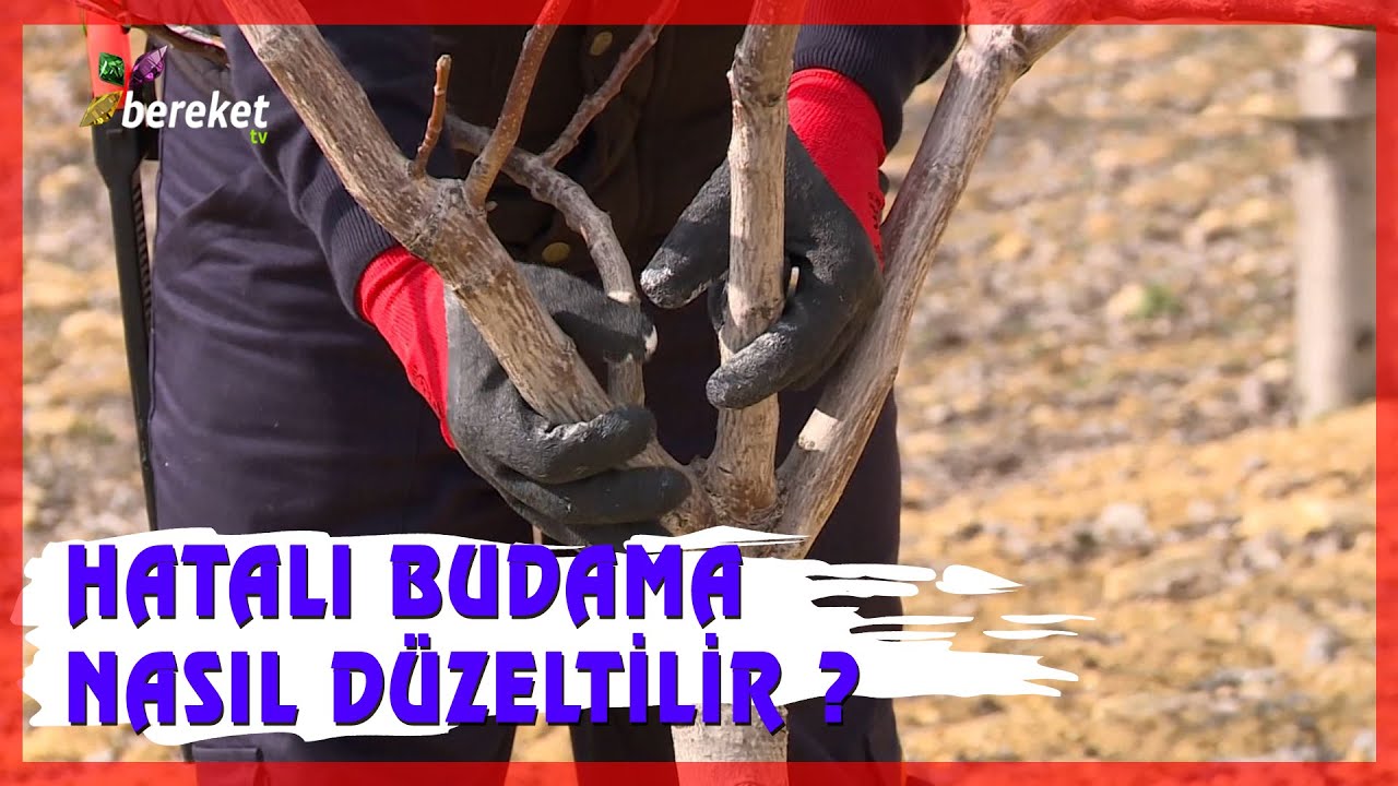 📌Bu Ceviz Ağacına Hatalı Budama Yapılmış ! Hatalı Budama Nasıl Düzeltilir ?