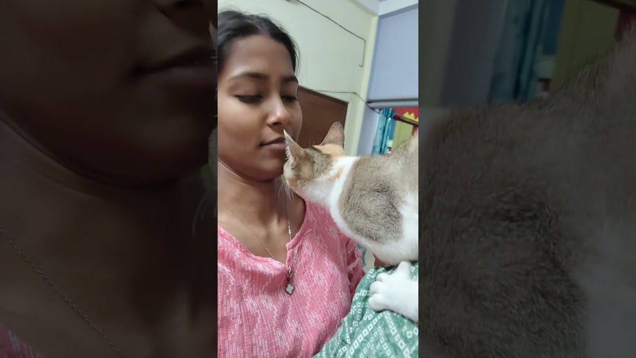 Lili & Kuki 🐱#cat #catlover #cutecat #Lili & Kuki ❤️❤️