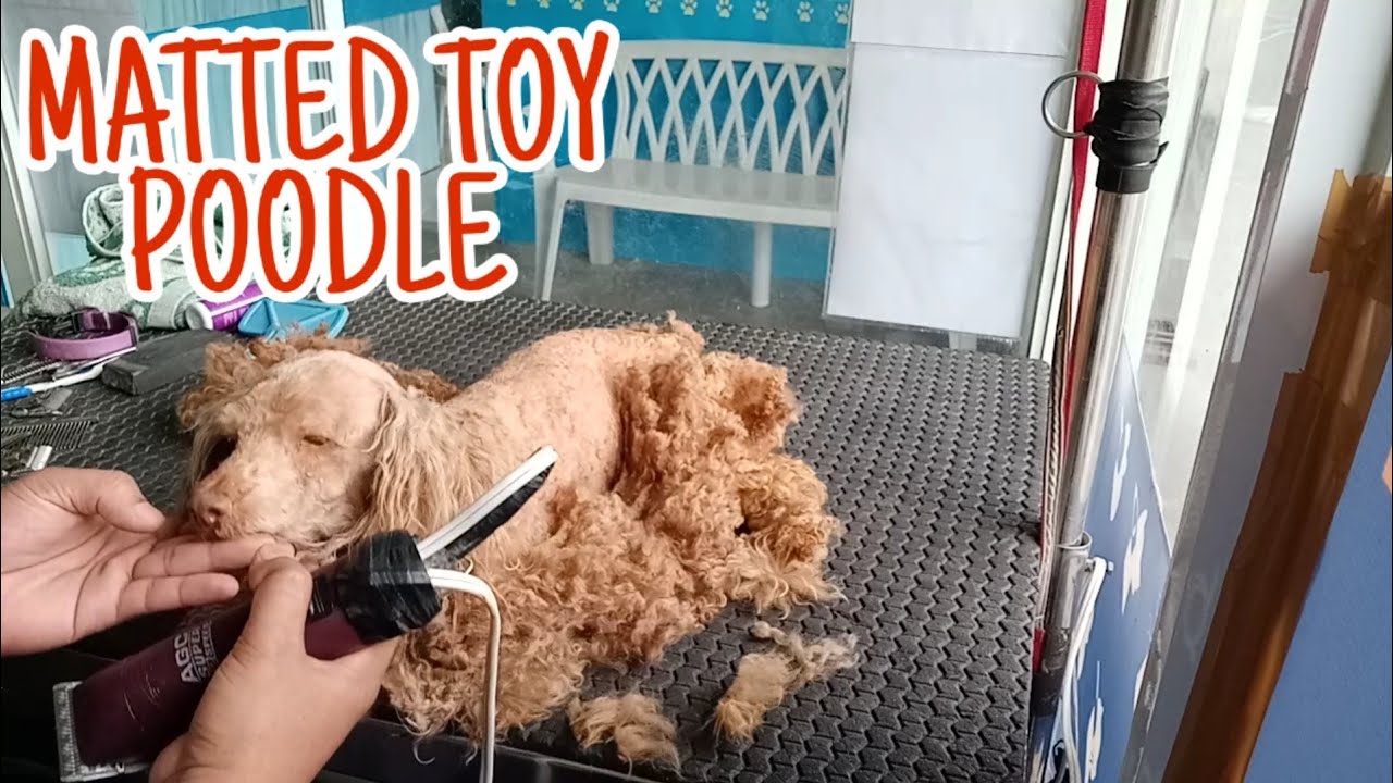 Matted Toy Poodle Shave Body Spare Ears&Tail