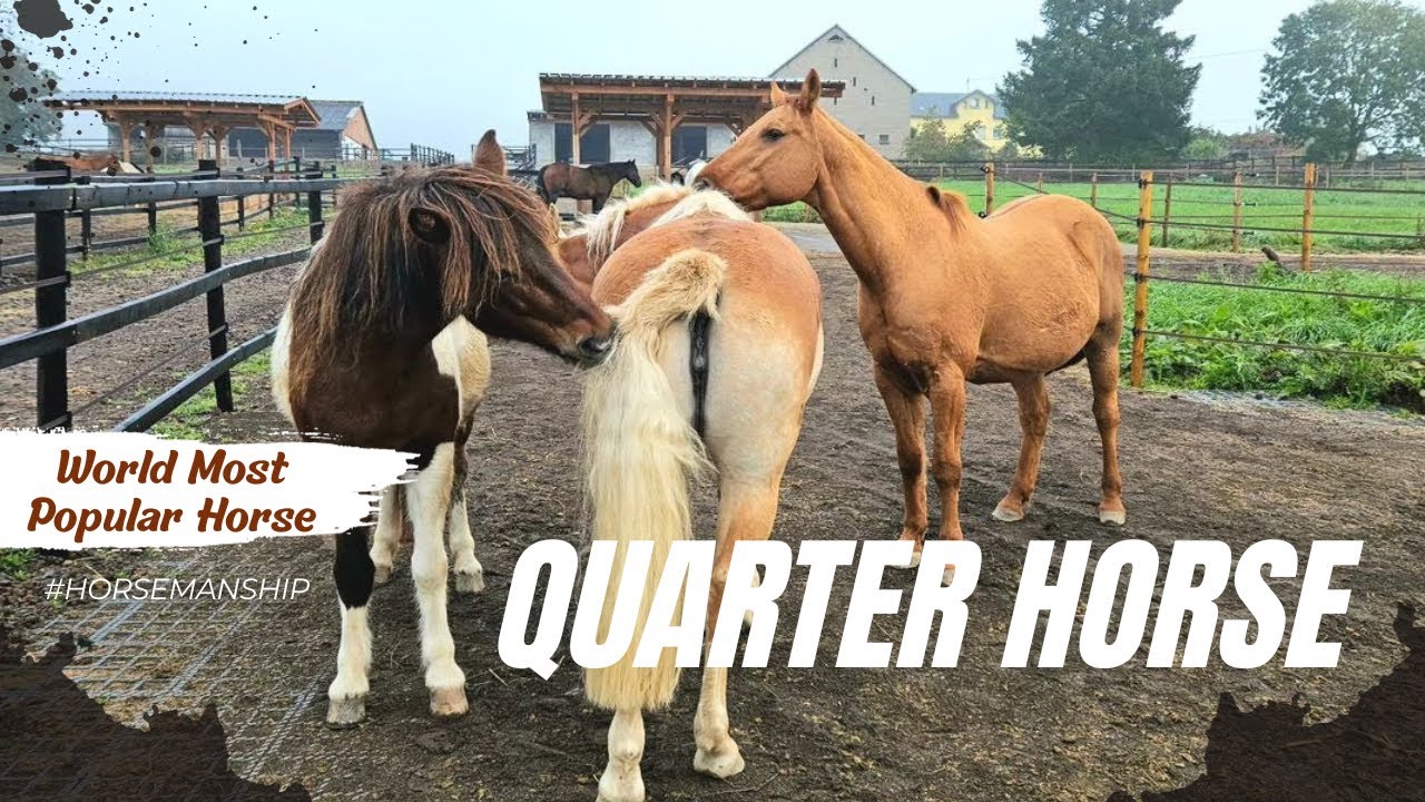 Breeds That Make Up a Quarter Horse World Most Popular Horse Breed