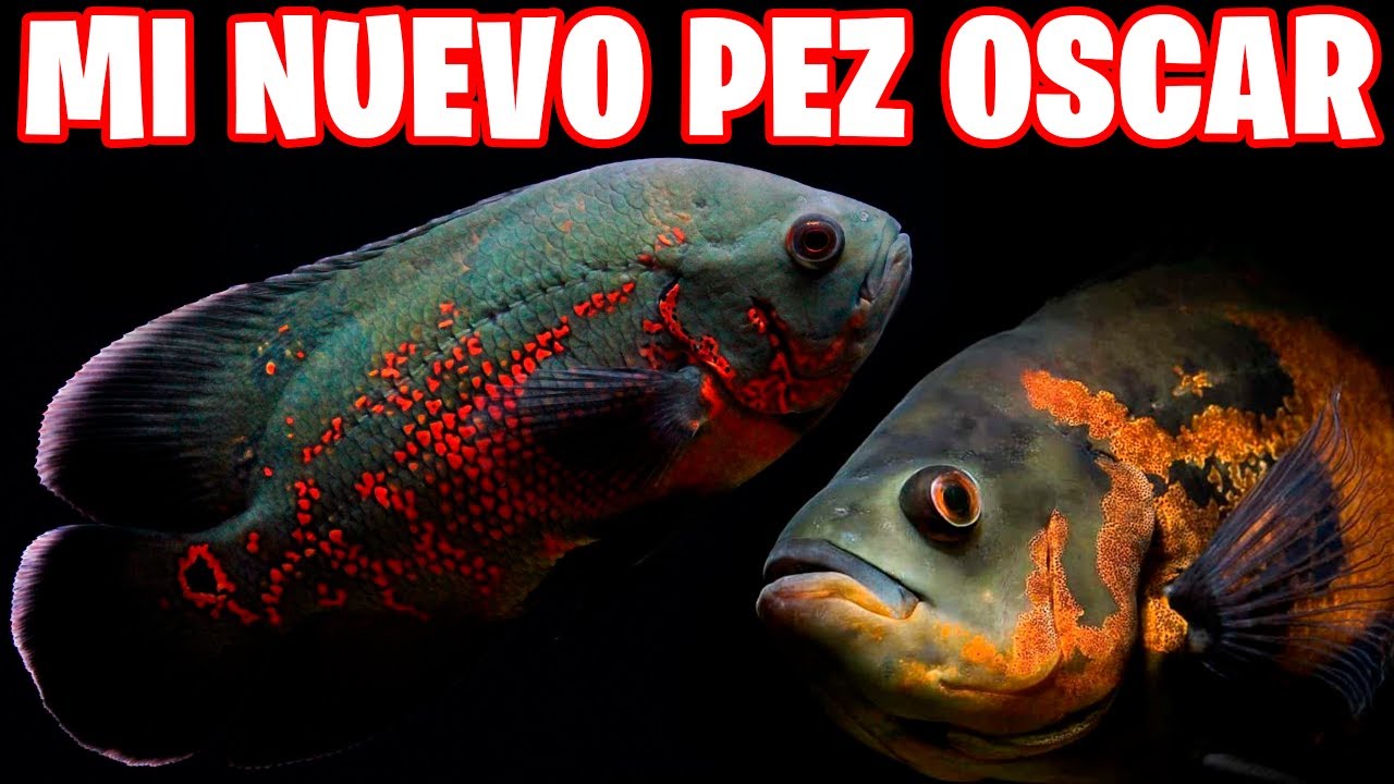 MI NUEVO PEZ OSCAR