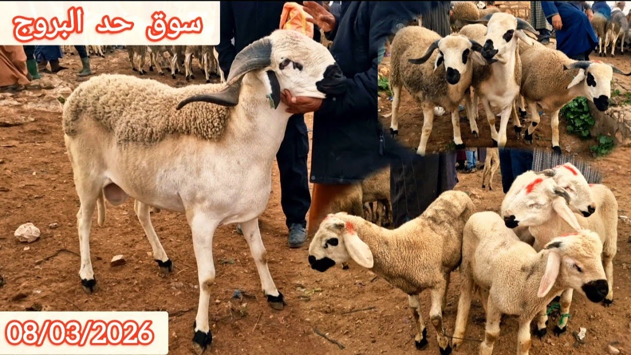 مباشرة من سوق حد البروج مع اتمنة حولى  بتاريخ 08/03/2026 🐏🐑🇲🇦