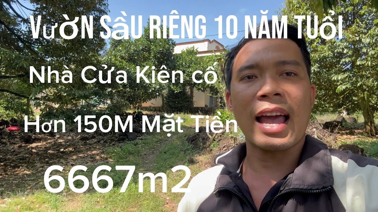 Vào thu liền luôn - vườn sầu riêng cổ thụ đang thu mạnh cần bán ,ở tân phú , đồng nai