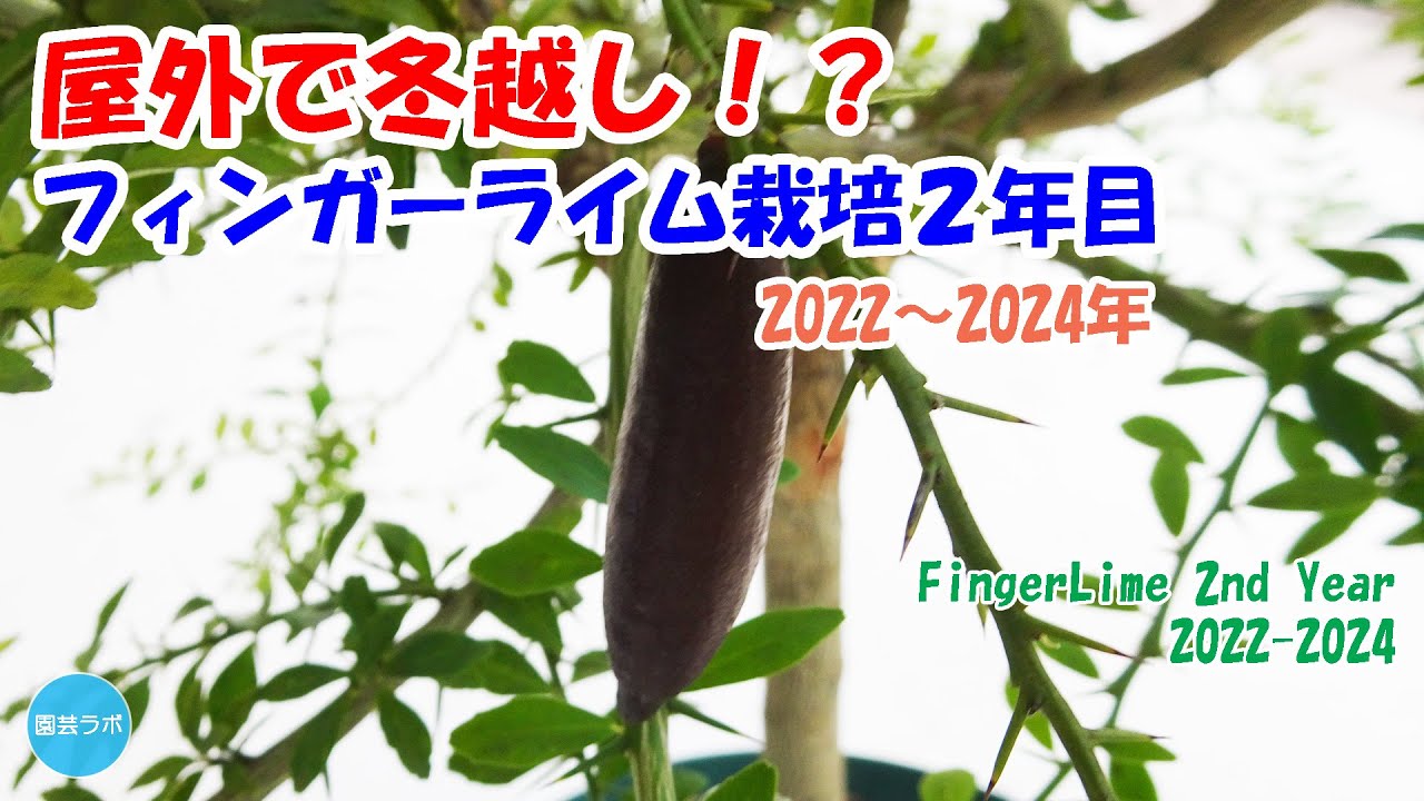 【フィンガーライム】外で冬越しできました！ フィンガーライム栽培記録2年目 / Finger Lime 2nd Year 2022-2024