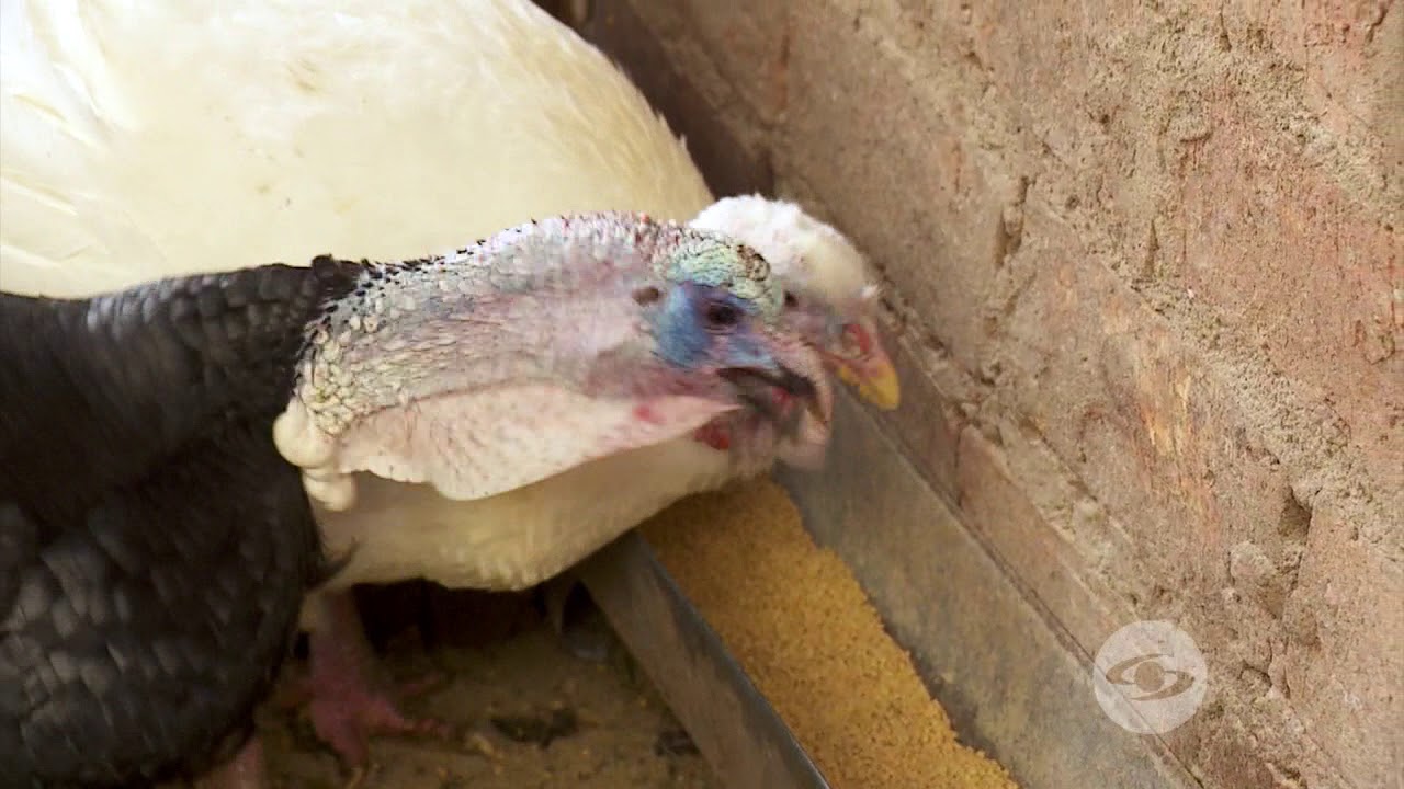 Rendimientos y trabajo artesanal con pavos criollos