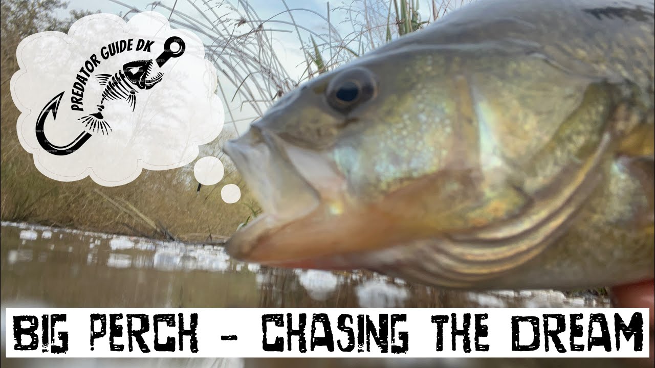 🎣 Chasing the Perch Dream Ep. 1: Masser Af Action og Fantastiske Fangster! 🐟🔥