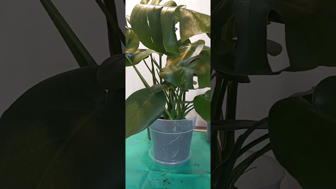 The Plant Angel is the best independent support for monstera