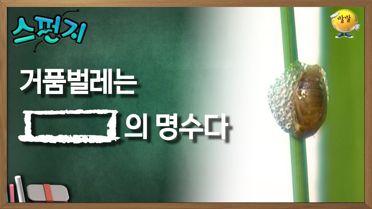 [스펀지 레전드] 거품벌레는 [       ]의 명수다 | KBS 060624방송