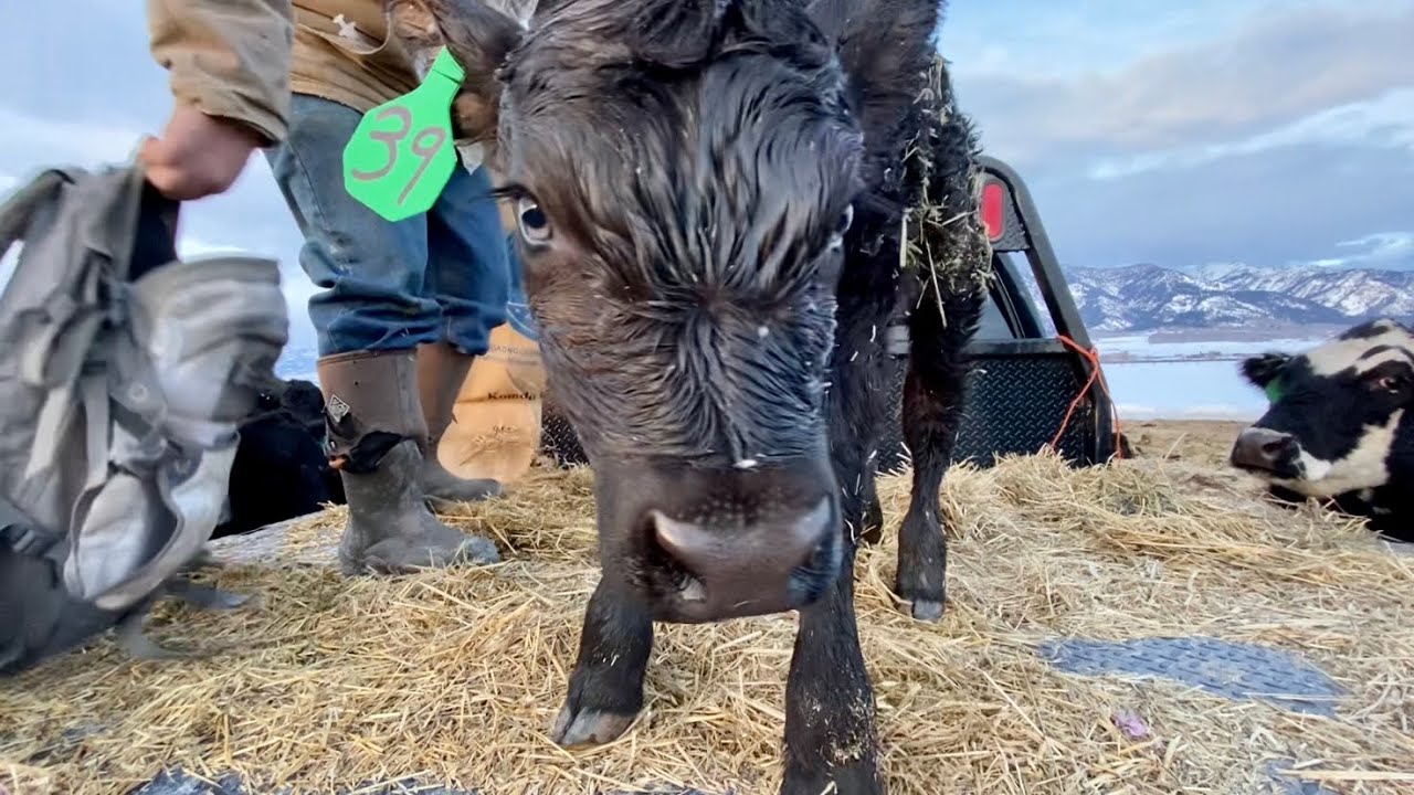Why the First 72 Hours are Critical For Newborn Calves