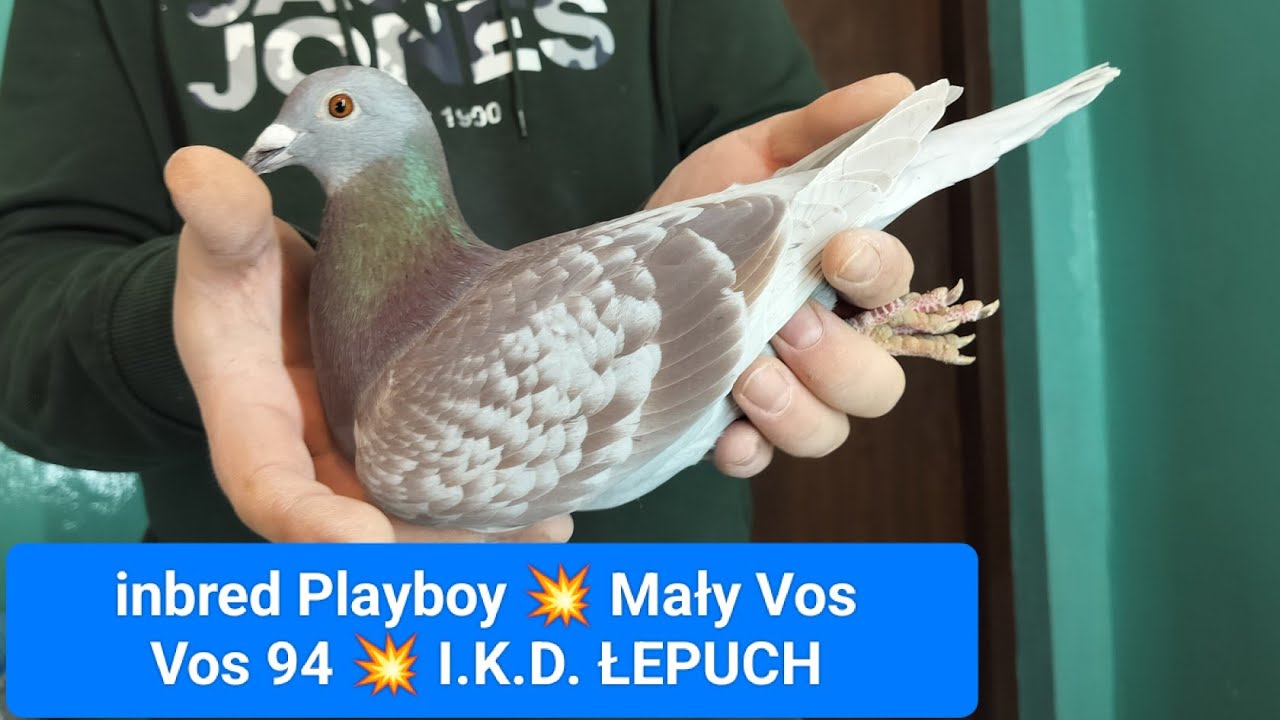 Vos 94 Mały Vos Playboy I.K.D Łepuch na sprzedaż K&K URBAŃCZYK ☎️ 695497481