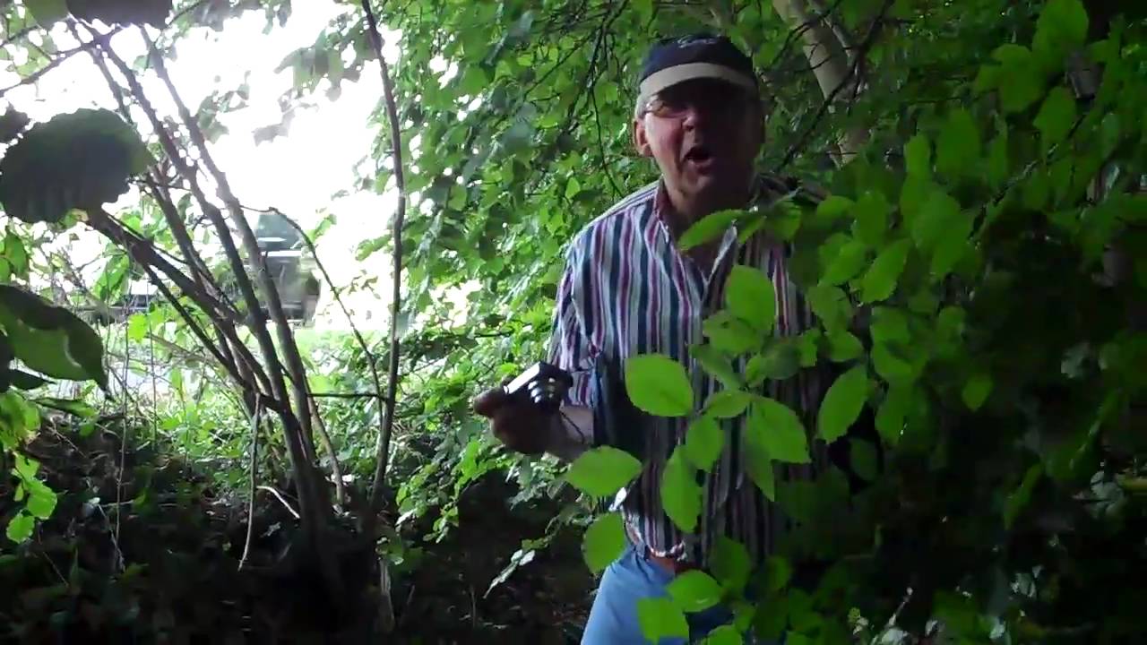 Mike Hawthorn  Crash Site A3 Guildford 21st January 1959